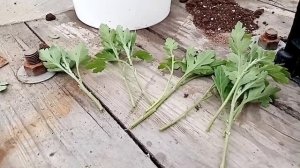 Черенкование хризантемы мультифлоры