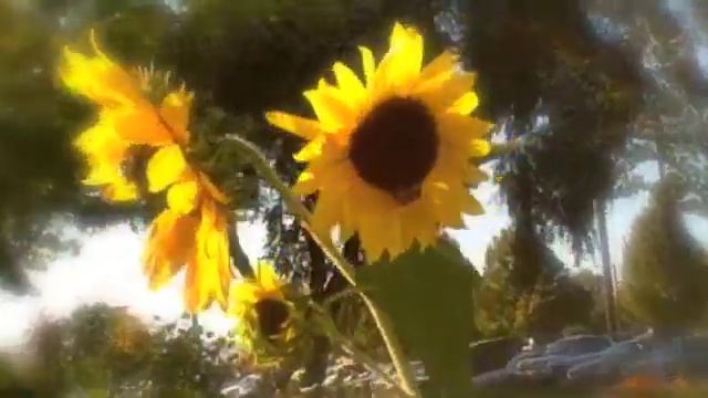 Sunny Bumbling смотреть онлайн