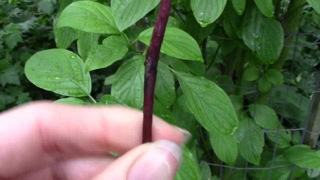 red osier dogwood (Cornus sericea, syn. C. stolonifera) смотреть онлайн