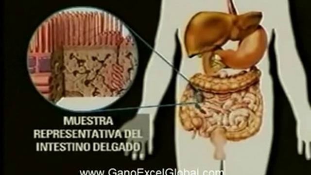 Limpieza Intestinal con Ganoderma Lucidum de Gano Excel[parte 1/2] смотреть онлайн