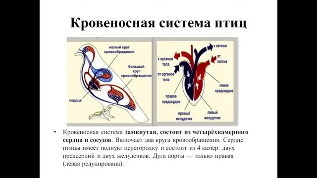 II четверть, Биология, 8 класс, Тема урока: Типы кровеносных систем животных смотреть онлайн