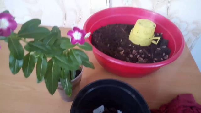 Катарантус в условиях квартиры, Уход за катарантусом