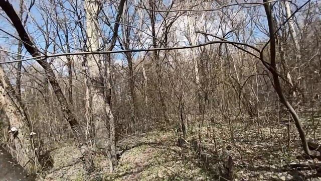 Спиридоновка: прогулка по весеннему лесу, рыбалка на сильном ветру смотреть онлайн