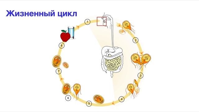#лямблия #трихомонада #диарея #паразиты Простейшие - паразиты. Часть 1 смотреть онлайн