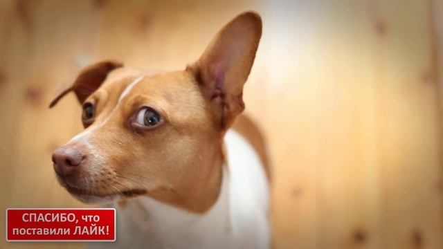 ПОЧЕМУ собаки НАКЛОНЯЮТ голову? #ИФ смотреть онлайн