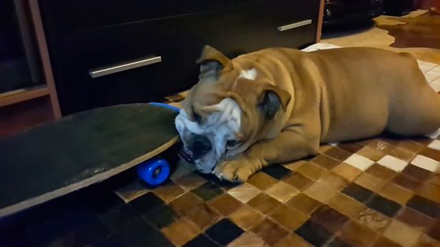 Английский бульдог Марио. Подарили скейт смотреть онлайн