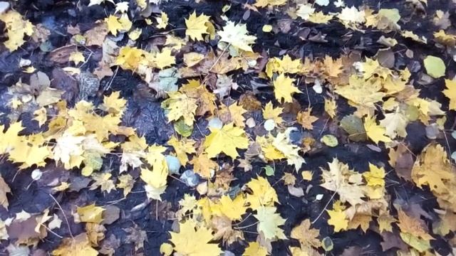 Минута осени - Листья смотреть онлайн