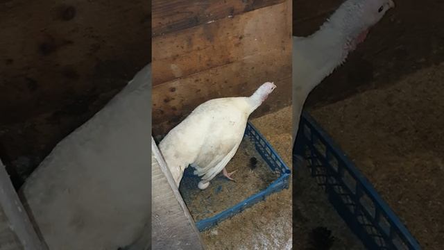 Белые широкогрудые индюки смотреть онлайн