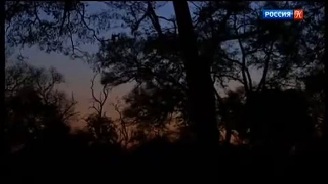 Кафрский рогатый ворон, или южный рогатый ворон смотреть онлайн