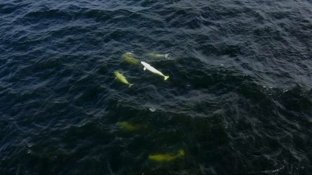 Беломорские белухи с квадрокоптера (фрагмент 164)