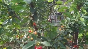 Вишня сорт ПРИЗВАНИЕ