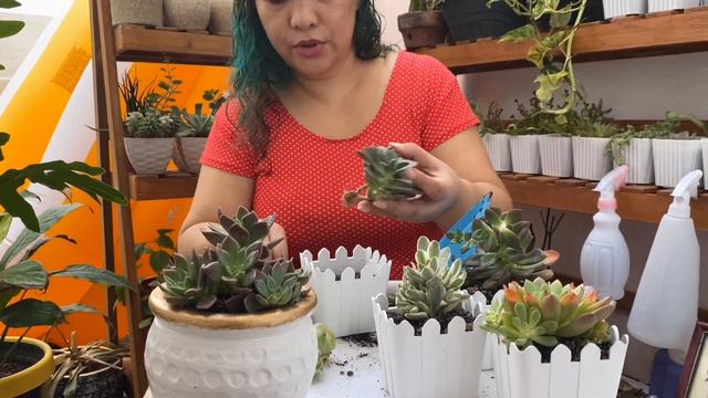 Repotting Uncommon Succulents смотреть онлайн