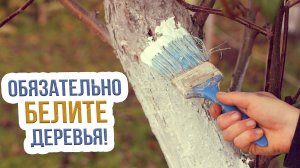 Побелка плодовых деревьев осенью - КАК ЕЕ СДЕЛАТЬ ПРАВИЛЬНО?
