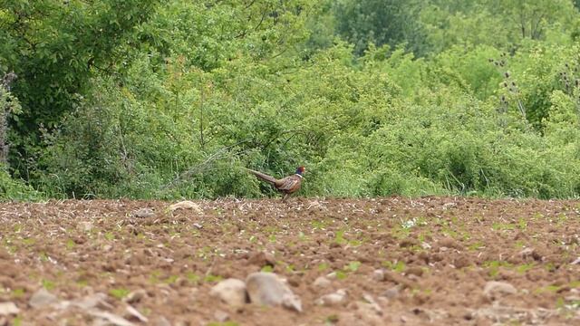 Common pheasant (Phasianus colchicus) (2/2) смотреть онлайн