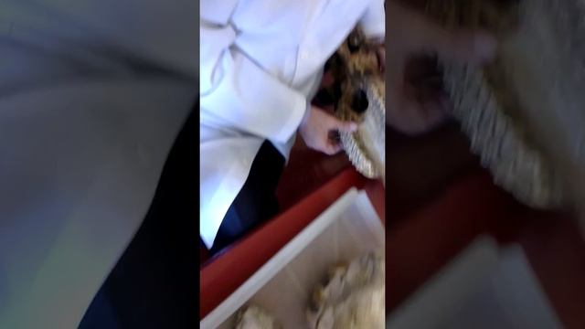 Анатомия животных. Череп. Часть 4 смотреть онлайн