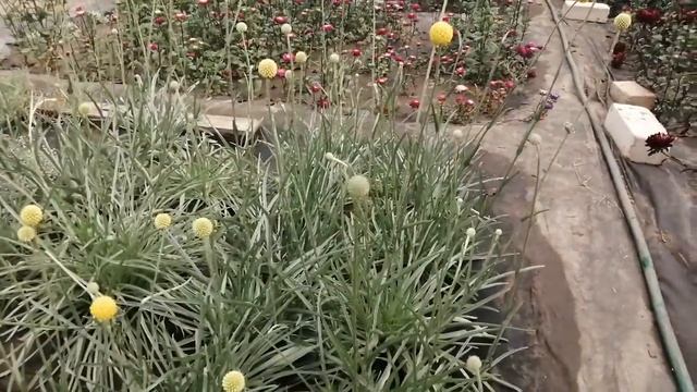 Краспедия! Просто красавица. смотреть онлайн