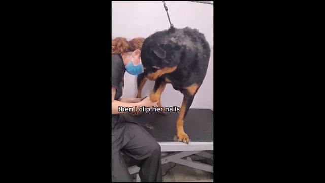The Coolest Rottweiler TikTok Compilation | Dogs Of TikTok смотреть онлайн