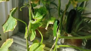 Огурцы Трюкач начали давать урожай.