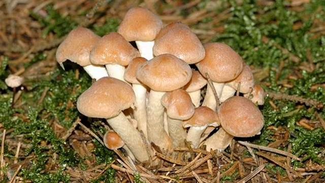 Pholiota gummosa смотреть онлайн