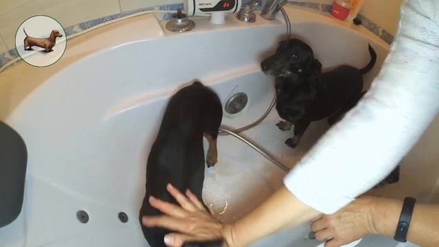 ТАКСЫ ^ ТАКСА ^ ТАКСЫ * Что лучше одной ТАКСЫ Три ТАКСЫ! I Love Dogs Dachshunds!