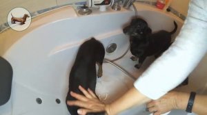 ТАКСЫ ^ ТАКСА ^ ТАКСЫ * Что лучше одной ТАКСЫ Три ТАКСЫ! I love Dogs Dachshunds!