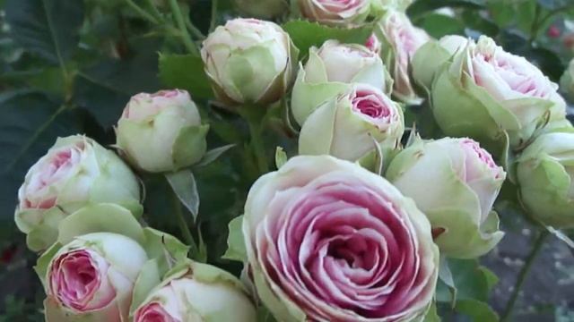 розы для сада.....Мими Эден смотреть онлайн
