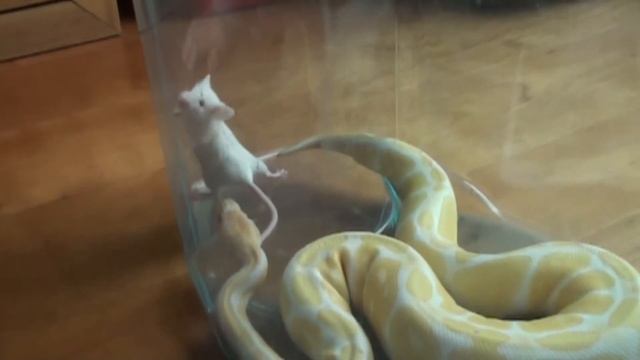 Slow Motion Python Mouse 1 смотреть онлайн