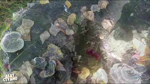 Фото грибов (в основном-поганок). Красногорский район, Алтайский край смотреть онлайн