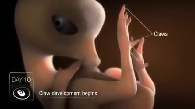 Развитие эмбриона цыпленка в яйце смотреть онлайн