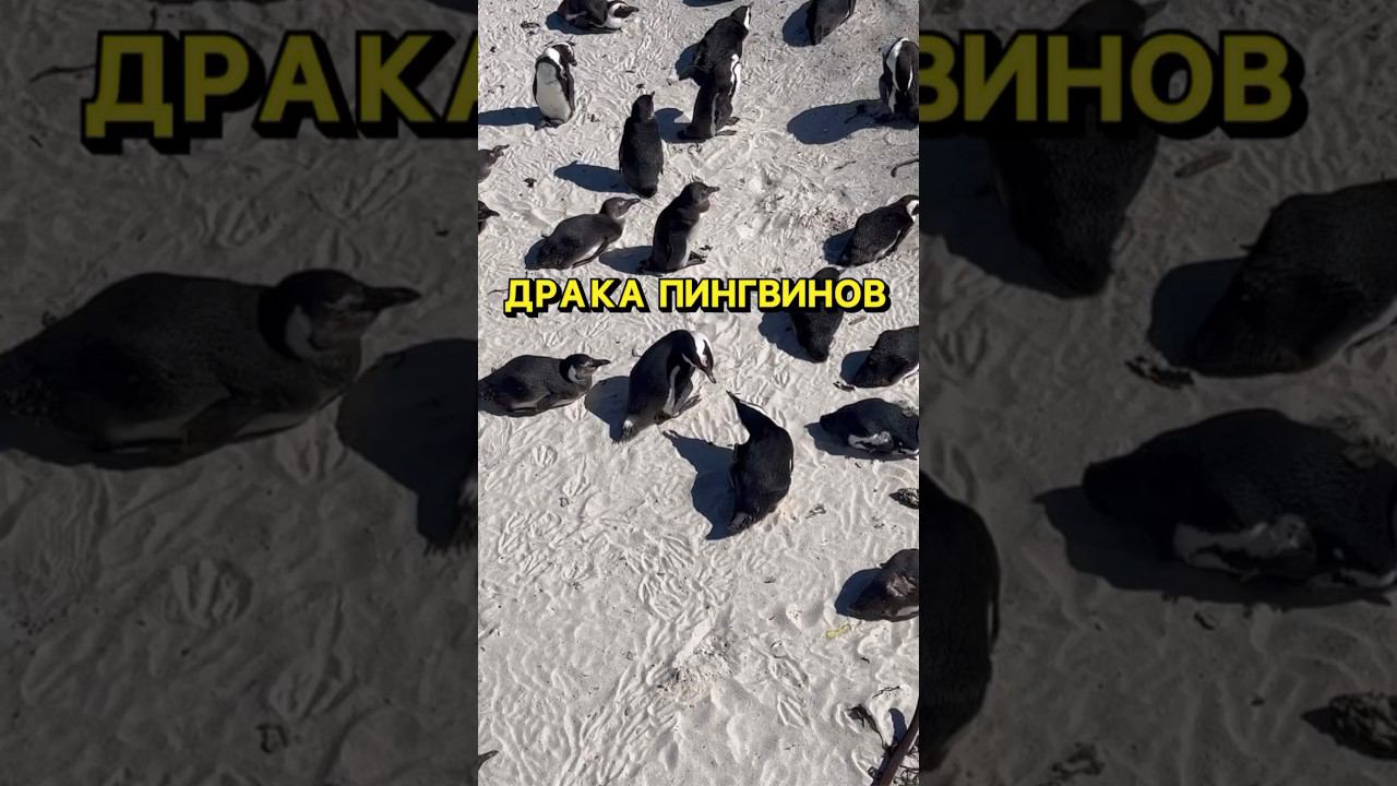 Драка пингвинов в Африке #африка #кейптаун #пингвины #океан #afrika #capetown #pinguin #ocean смотреть онлайн