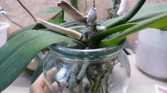 только это средство помогло оживить орхидеи смотреть онлайн