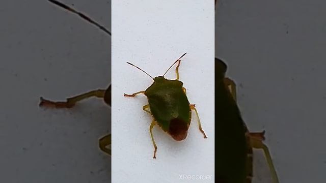 Огромный зеленый клоп. / Huge green bug-beetle смотреть онлайн