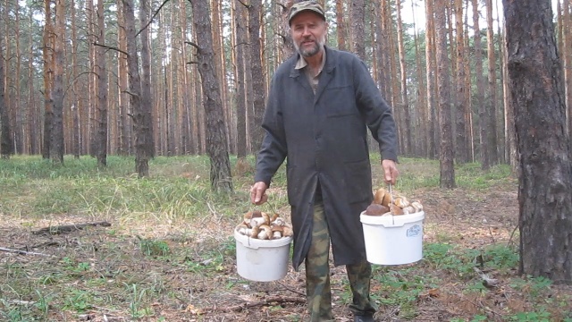 Как собирать белые грибы.Сбор белых грибов в лесу.Поход в лес за грибами. смотреть онлайн