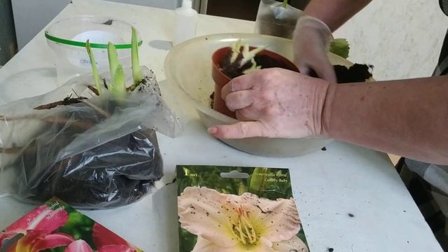 Как сохранить до посадки корневища лилейников,ирисов,саженцы роз,крыжовника и малины ? смотреть онлайн