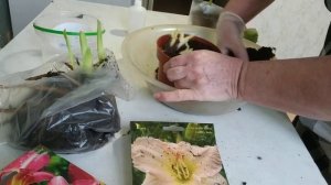 Как сохранить до посадки корневища лилейников,ирисов,саженцы роз,крыжовника и малины ?