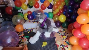 Sempertex 24'' balloons sit popping