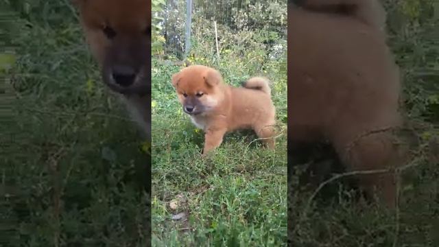 Сиба-Ину 🥰💗 смотреть онлайн