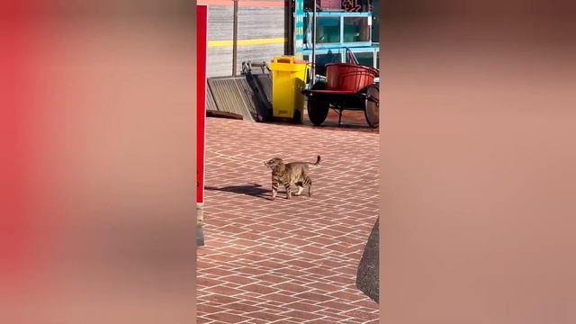 Приколы с животными / Смешные животные / смешные коты и собаки 5 смотреть онлайн