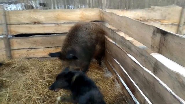 Притравка лаек на кабана . смотреть онлайн