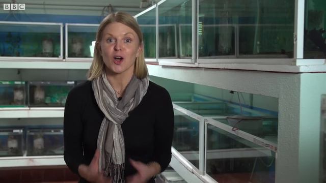 Meet the nuns saving a sacred species from extinction - BBC News смотреть онлайн