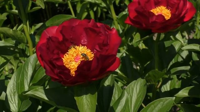 Пион Mackinac Grand