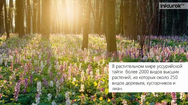 Особенности природы России | Окружающий мир 4 класс #30 | Инфоурок смотреть онлайн