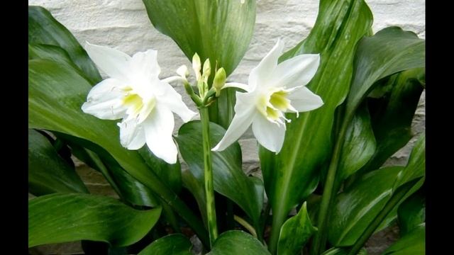 Красивые луковичные цветы для дома смотреть онлайн