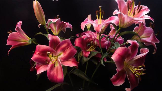 Pink Lily Transformation | 4K Time Lapse | Satisfying Blooming Flowers Time Lapse смотреть онлайн
