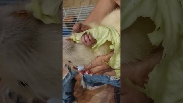 Бобр добр когда есть капуста! Домашняя нутрия кушает. смотреть онлайн