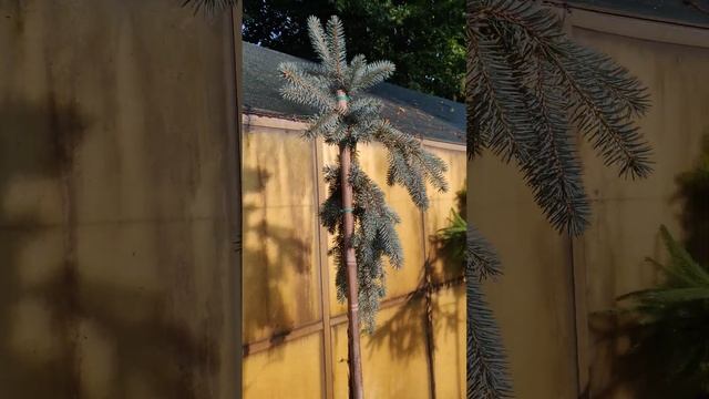 Ель колючая Зе Блюз (Picea pungens The Blues) смотреть онлайн