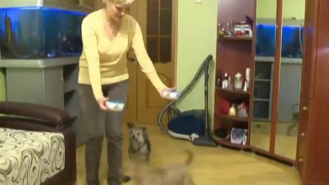 Нельзя любить людей не любя животных... смотреть онлайн