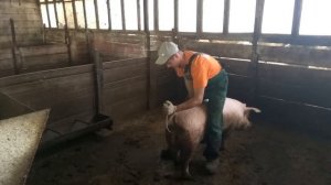 искусственное осеменение свиньи