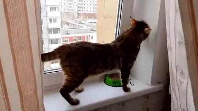 Мираторг , кот оценил смотреть онлайн