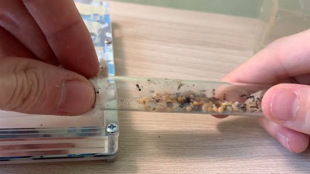 Messor denticulatus — красногрудые муравьи-жнецы. Муравьи дома. Муравьиная ферма. смотреть онлайн